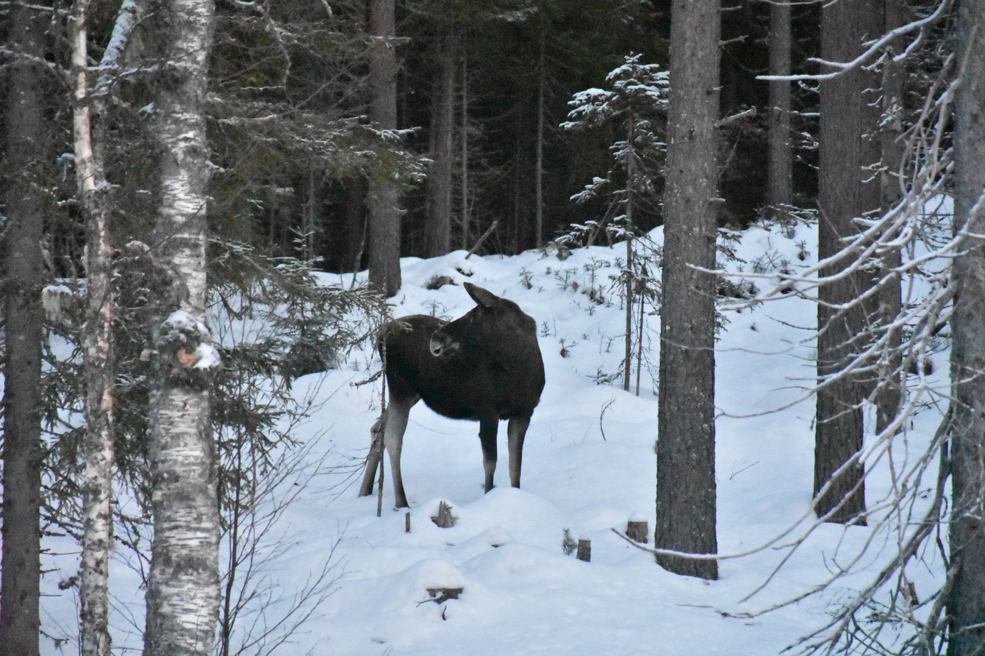 Exclusive Moose Safari in the Norwegian Forest