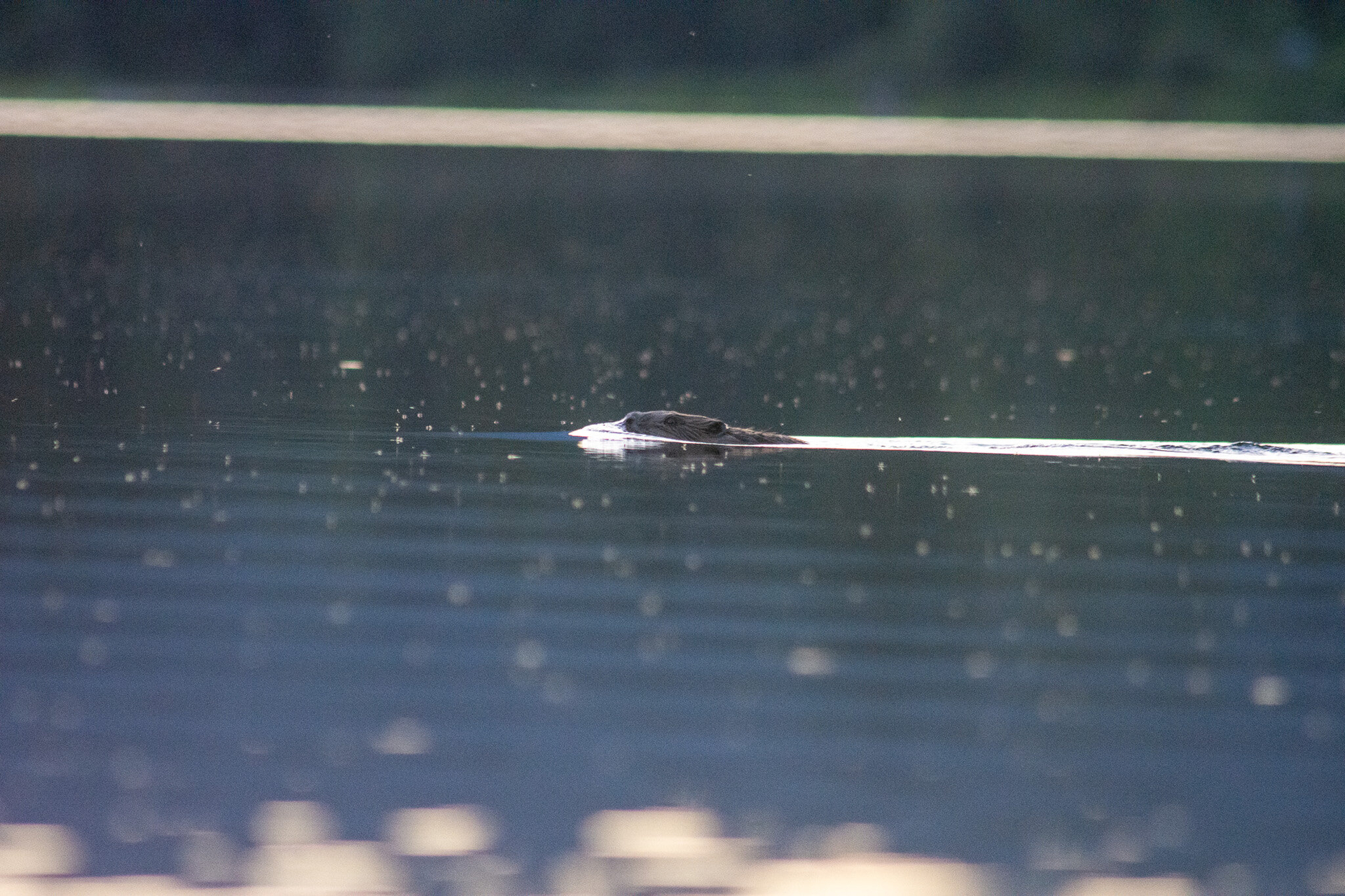 Wildlife Safari on the Ådalselva River