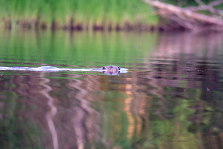 Wildlife Safari on the Ådalselva River